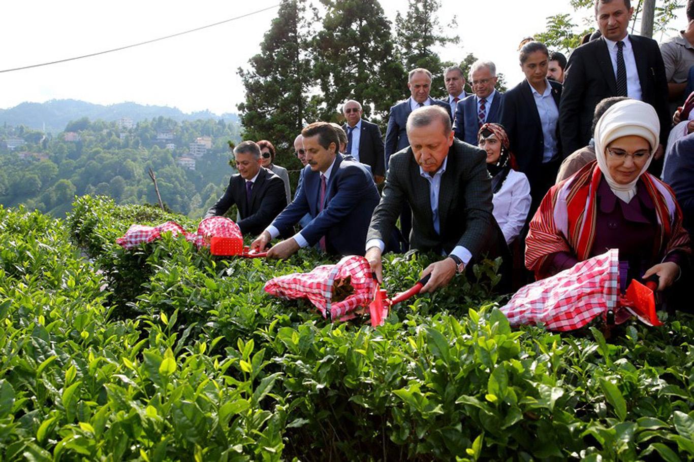 Cumhurbaşkanı Erdoğan, çay hasadı yaptı
